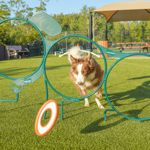 DOGIPARKB_B_500x500