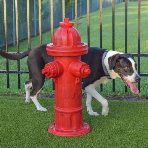 DogiPark500x500